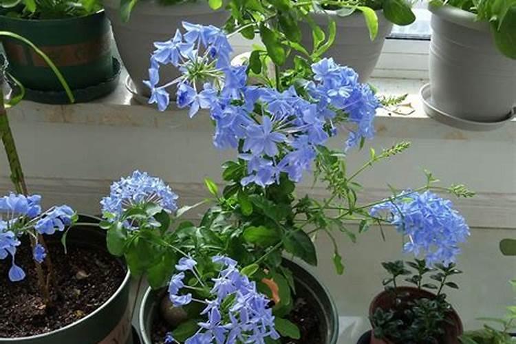 施什么肥让月季花开又多又大花瓣厚(自制月季花肥料)
