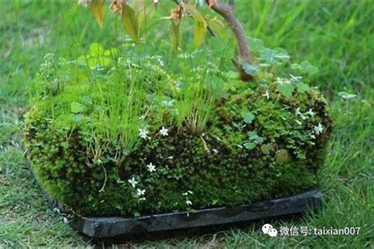 这个怎么救活它,用什么肥料最好是自制肥料或者其他自制的东西救活...