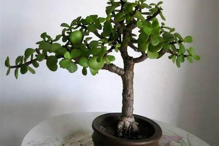 冬天打雷是什么预兆？