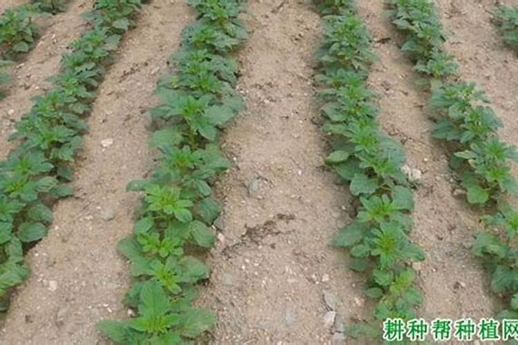 芝麻什么时候发芽