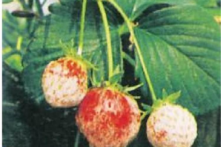 生理酸性肥料有哪些