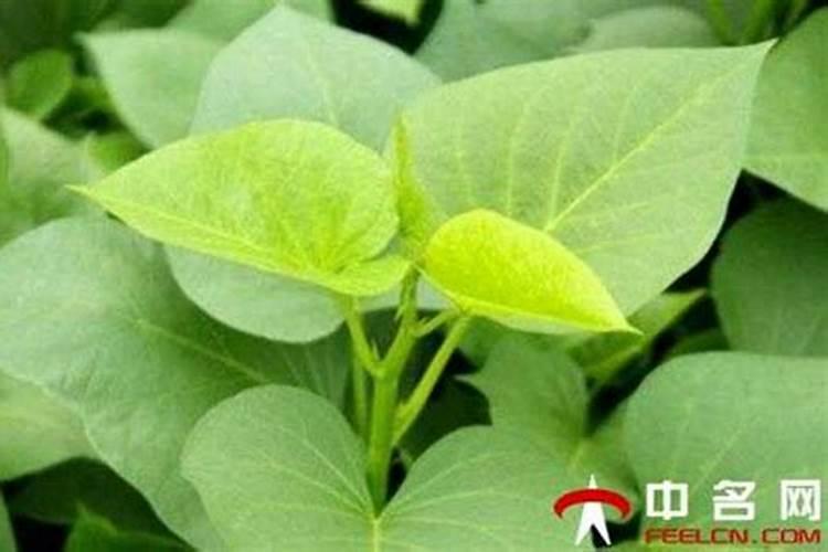 地瓜的养殖方法