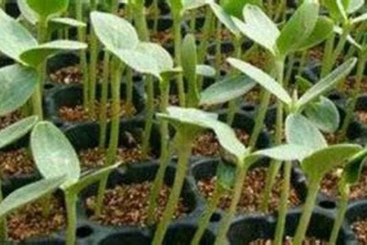 沃复特玉米控释肥多少钱一袋40公斤的？