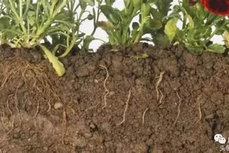 家里种植的蔬菜土壤板结、根系发育不好,应该怎么办？