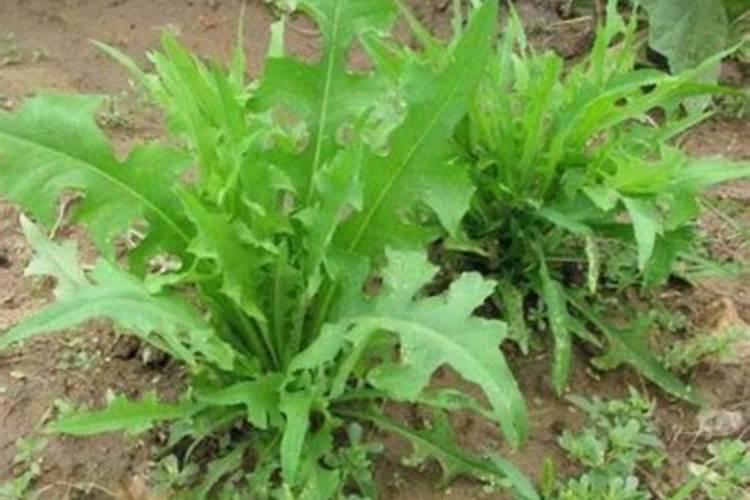 为什么我种的萝卜苗比农户土种的萝卜苗苦很多,让大家无法接受是什么原因...