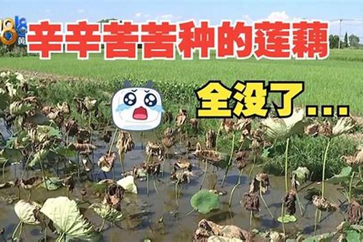 请问各位专家荷叶这样是什么原因,需要怎样治疗,谢谢了