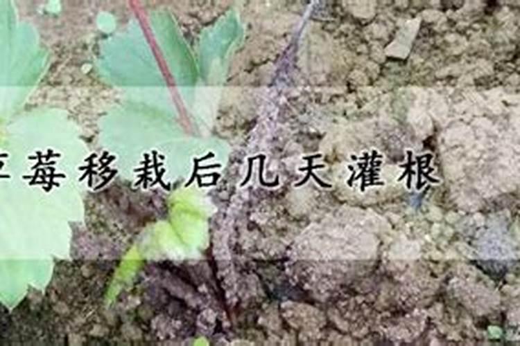 草莓苗栽下去几天可以施肥