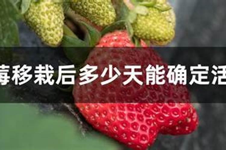 草莓移栽后多久施肥 草莓移栽后的施肥时间