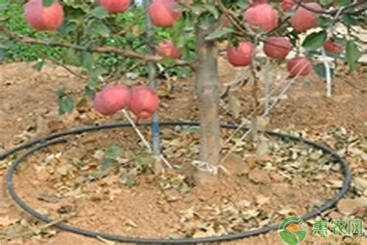 果树叶面肥用什么较好？