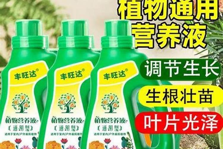 富贵竹生病,叶子变黄,怎么办？