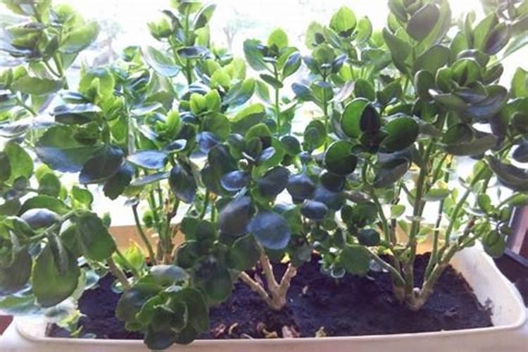 多肉植物施肥太多有点烂掉了怎么办