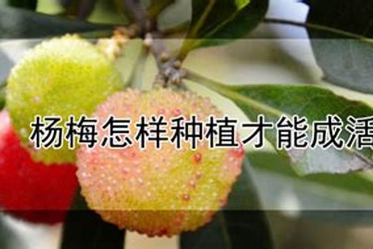 吊兰夏天一周浇一次水吗？