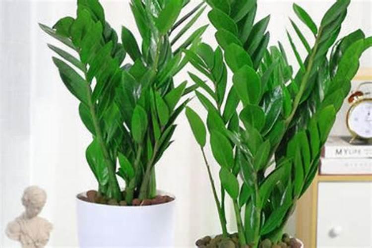 夏天应该怎么给植物浇水施肥 夏天应该如何给植物浇水施肥