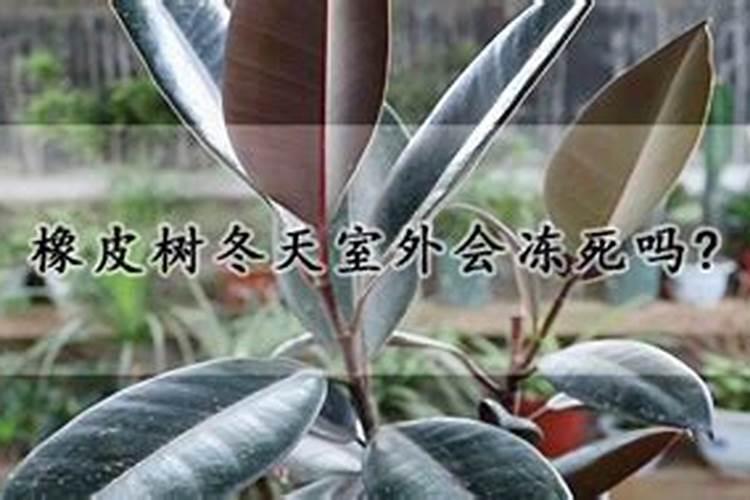 发财树怎样过冬？