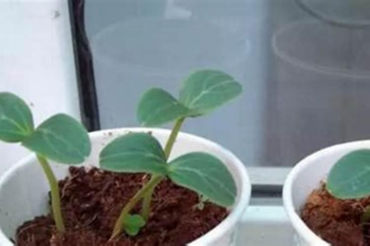 种菜复合肥怎么使用正确 多久施一次
