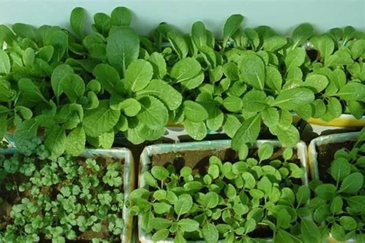 种菜要什么时侯下肥料 能吸收较多的养分