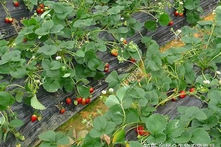 大量元素水溶肥执行标准
