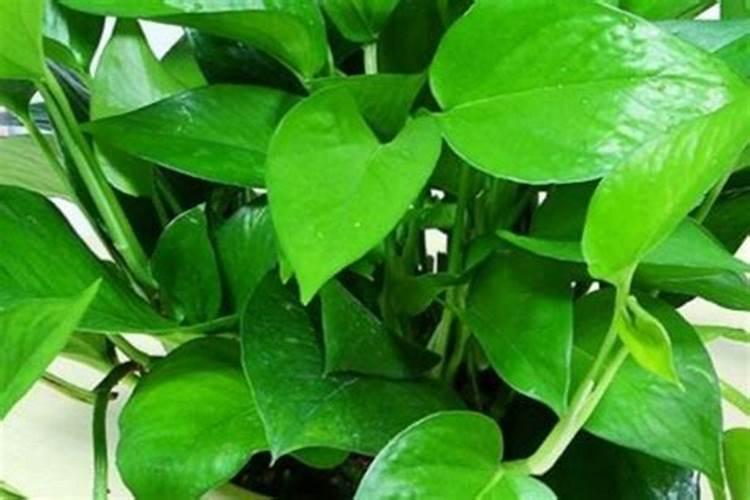 浇水对黄瓜的生产有较大影响,种植黄瓜要如何进行浇水？