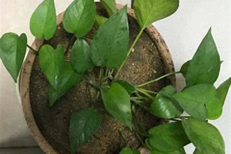 我家绿萝没有买的时候茂盛了,黄叶较多,该施什么肥料？