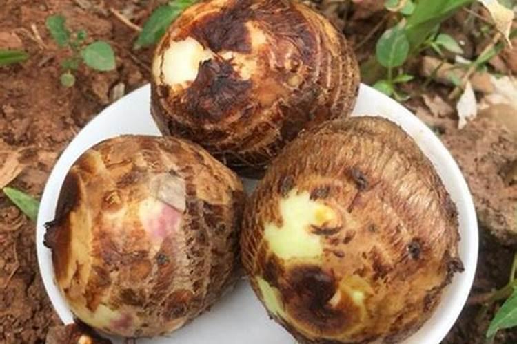 大樱桃苗什么时候施肥比较合适