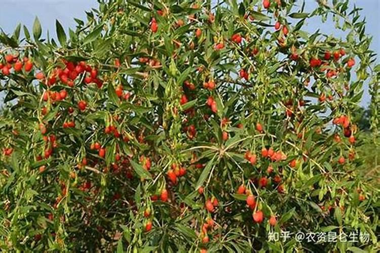 施硼施钾在果树上什么时候最好？