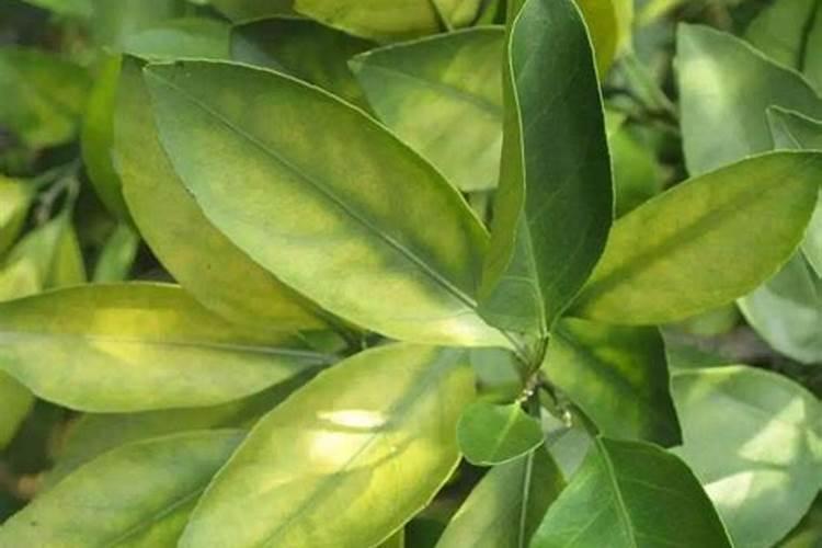 植物缺硼会怎样