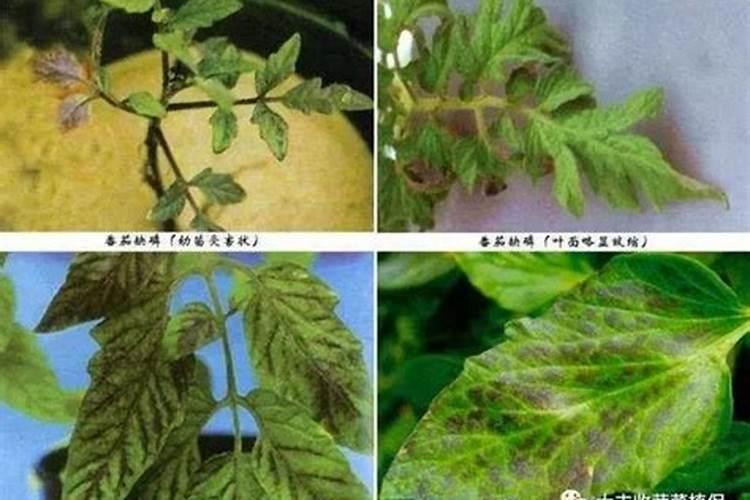 番茄顶部小叶子卷曲是什么原因