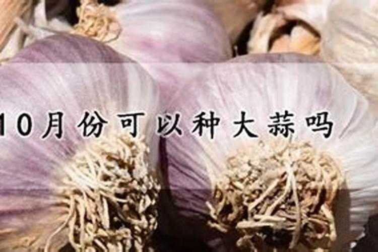 大蒜种植时间及施肥