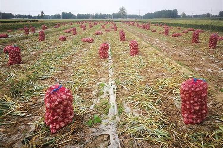 大蒜用什么肥料好 大蒜施肥要注意什么？