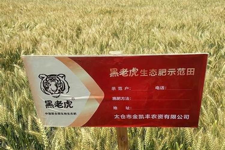 宝草多肉怎么养,怎么繁殖