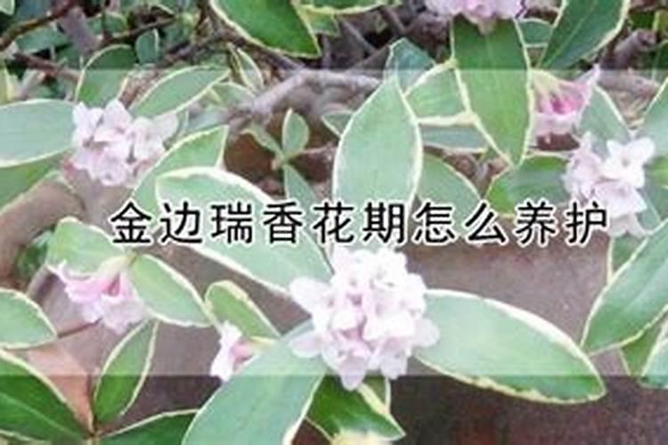 白菜打什么药好