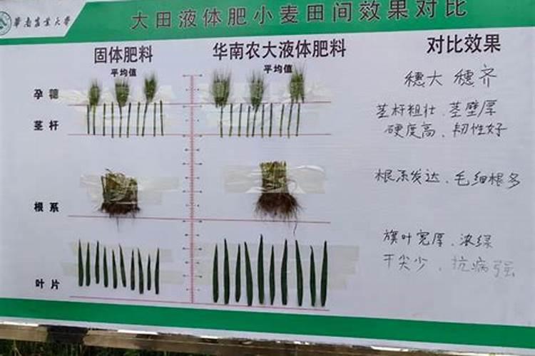 小麦一生需要多少肥料,分几次追施为好？