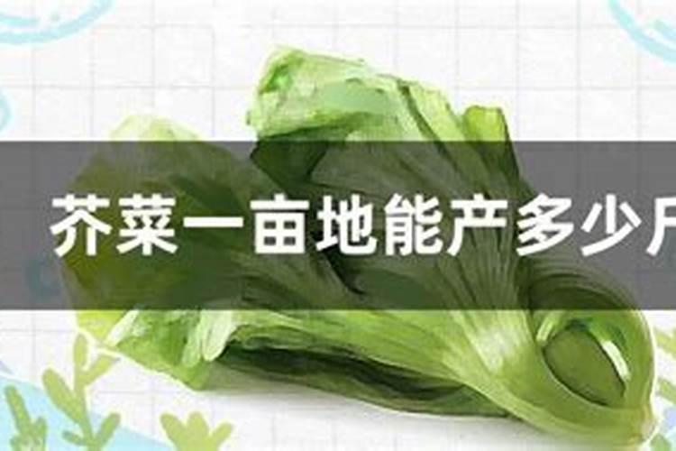 芥菜是如何种植的？怎样才可以提高芥菜的产量？