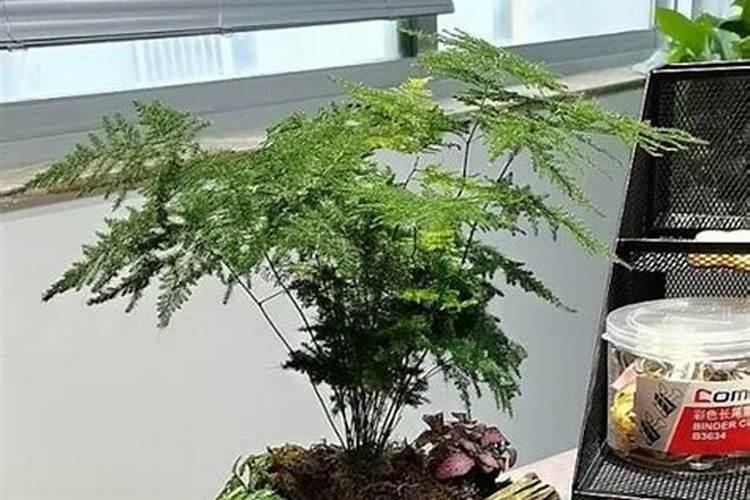 水溶肥水溶肥料的种类