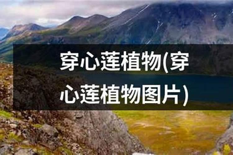 玉米底肥一次性施肥 氮磷钾 各用多少？