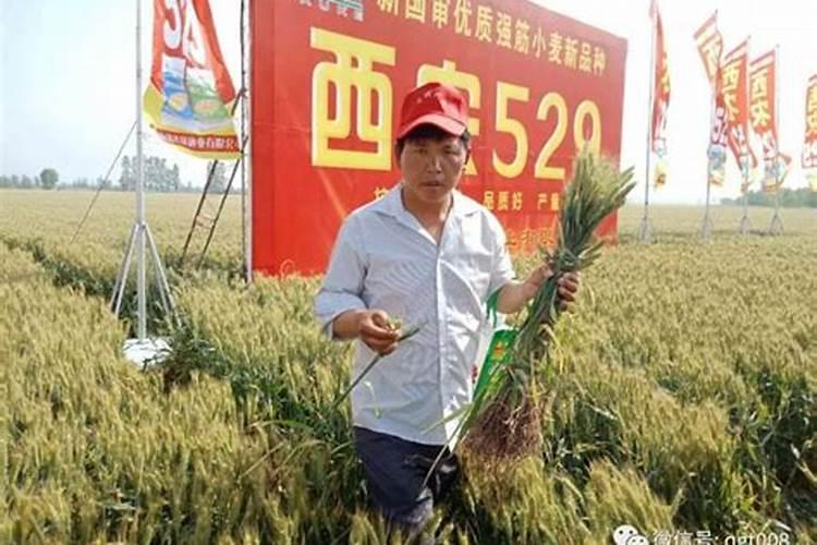 小麦追肥一亩地多少个氮肥就够用