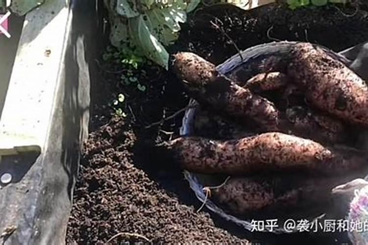 种红薯用了400斤平衡肥行吗？