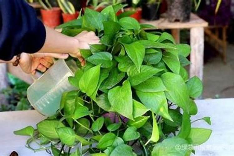 叶子黄了是缺什么肥料