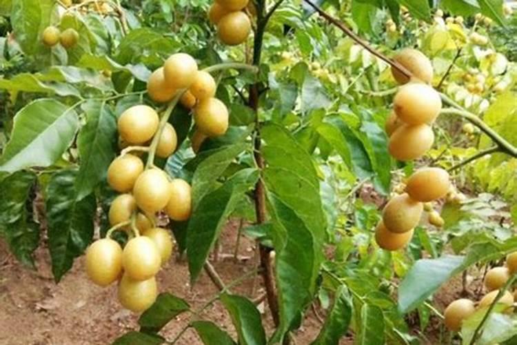 黄皮果树施肥要科学,该怎么施肥效果好？