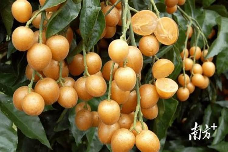 无籽黄皮树怎样种植