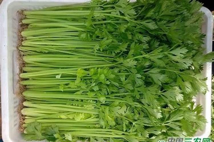 芹菜施肥方法