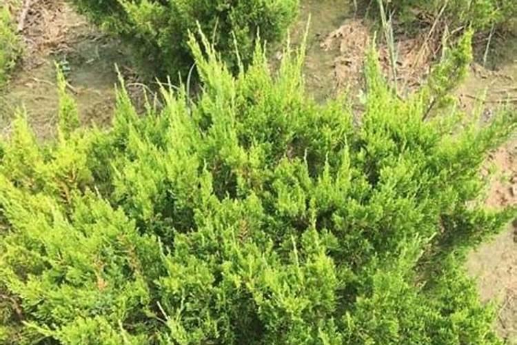 下山桩小龙柏怎么栽培 下山桩小龙柏如何栽培