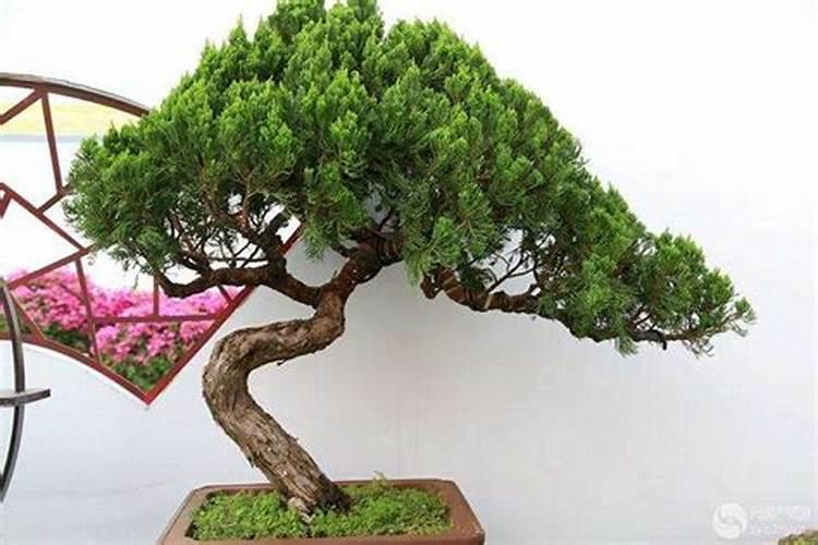 龙柏小苗栽种前能修剪吗？