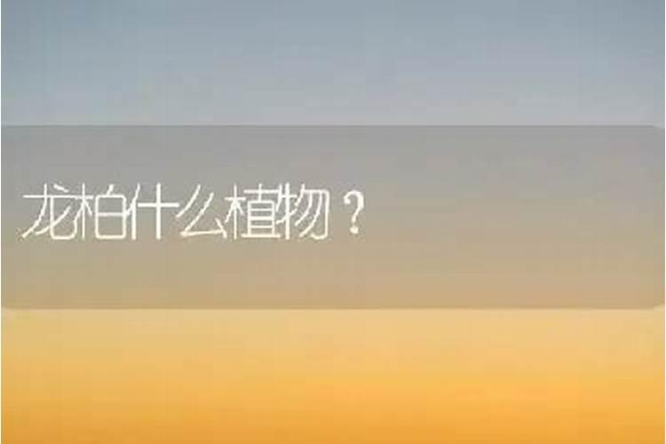 龙柏苗价格多少钱一棵？龙柏苗的种植方法