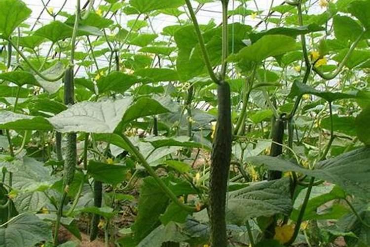 紫花苜蓿草的草料能做肥料吗