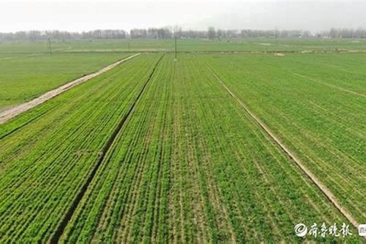 小麦先打套餐还是先打除草剂 小麦套餐第一遍什么时候打