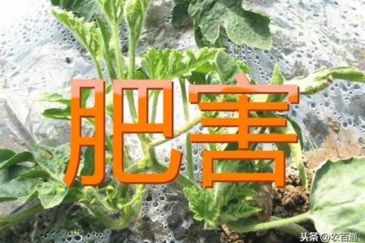 玉米最佳追肥的时间是多少叶后？