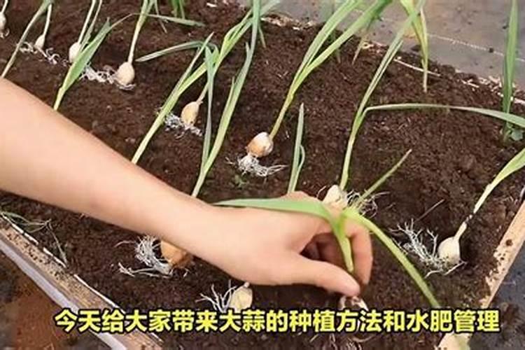 浇灌大蒜冲肥小妙招