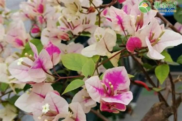 三角梅难开花如何养护开花更多