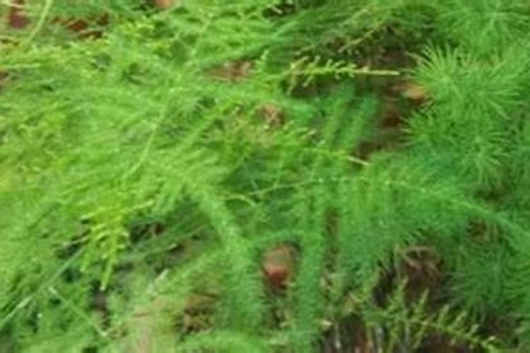 济南哪里有多肉(济南多肉植物种植基地)